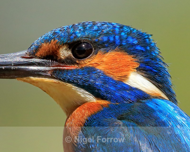 Kingfisher (male) ultra close-up - Kingfisher
