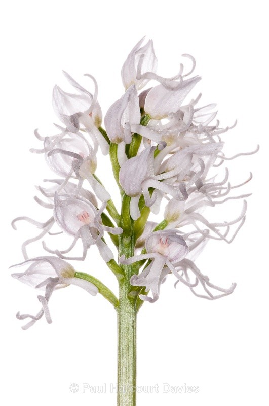  - WB: Orchids - Orchis