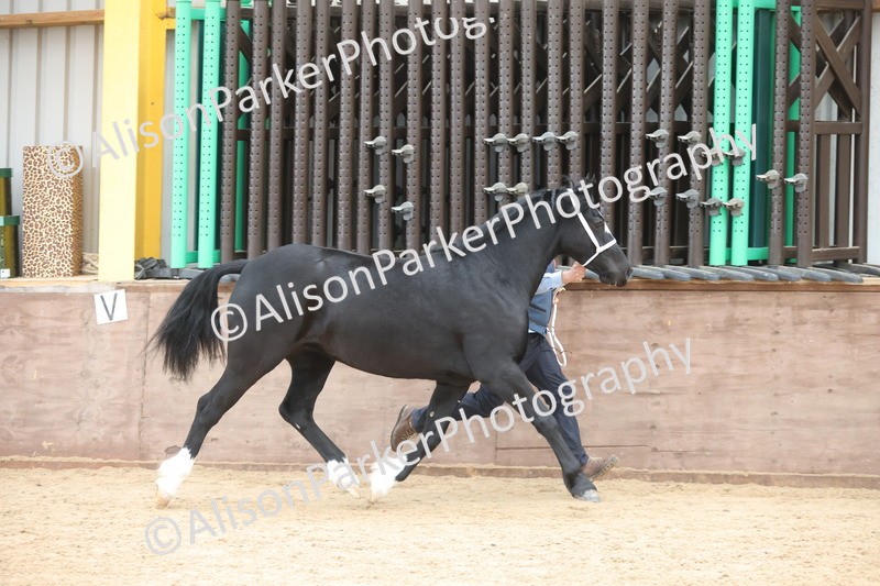 20251109-1141 - Championship