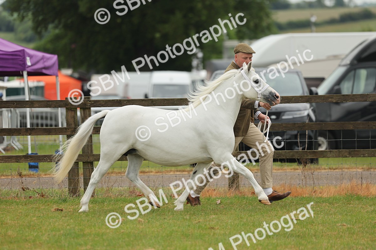 SBM_01530 - Class 50-57 - M&M Welsh Pony In Hand