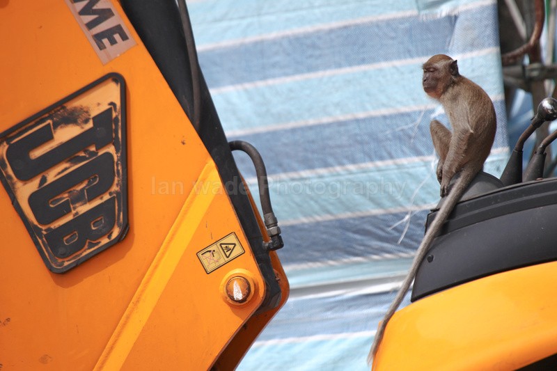 Long tail macaque sat in a JCB seat in the heart of Kuala Lumpur. - Urban Wildlife, Kuala Lumpur - Malaysia