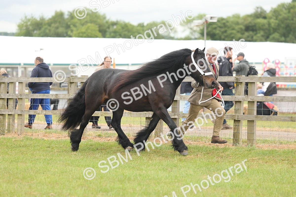 SBM_05048 - Class 50-57 - M&M Welsh Pony In Hand
