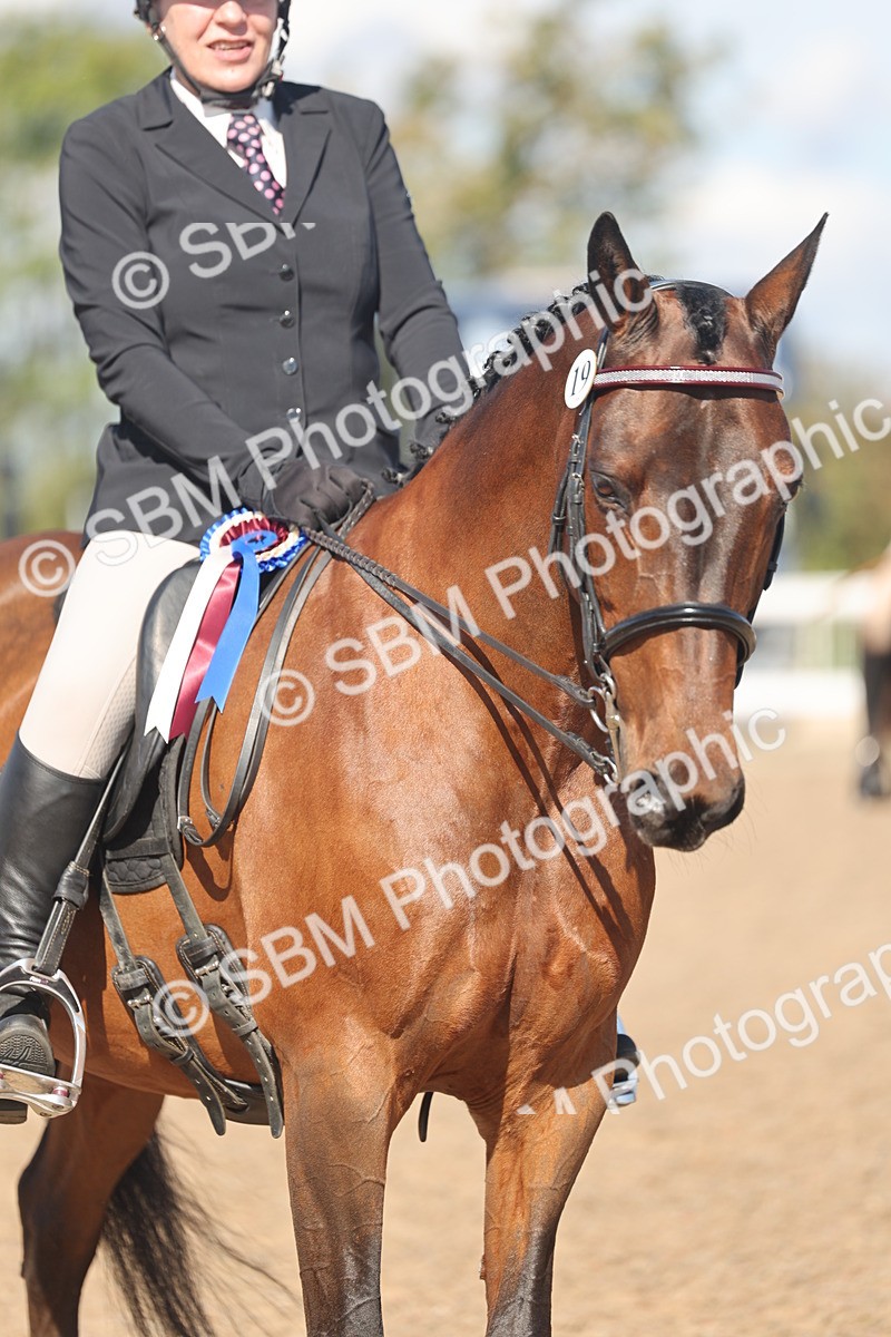 SBM_13127 - Class 305 - Ridden Foreign Breed Pure Bred