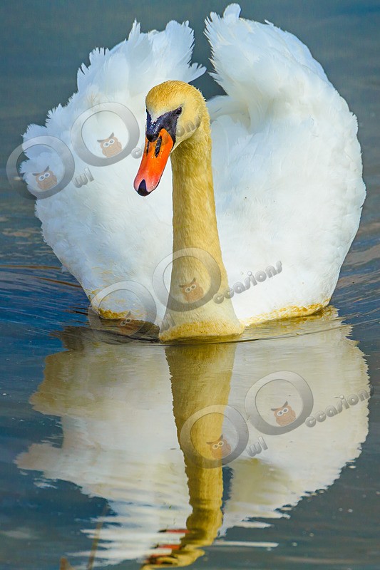 mute swan cygnus olar-5213 - UK birds