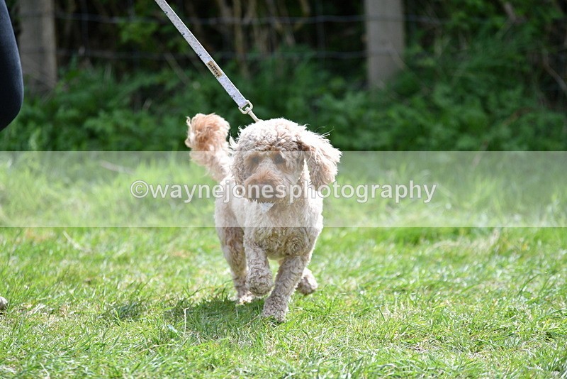 WJ5_9678 - Class 3 Most Handsome Dog