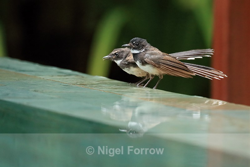 Pair of Pied Fantails, Cambodia - Sunda Pied Fantail