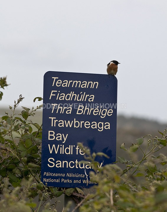We are here - Wildlife