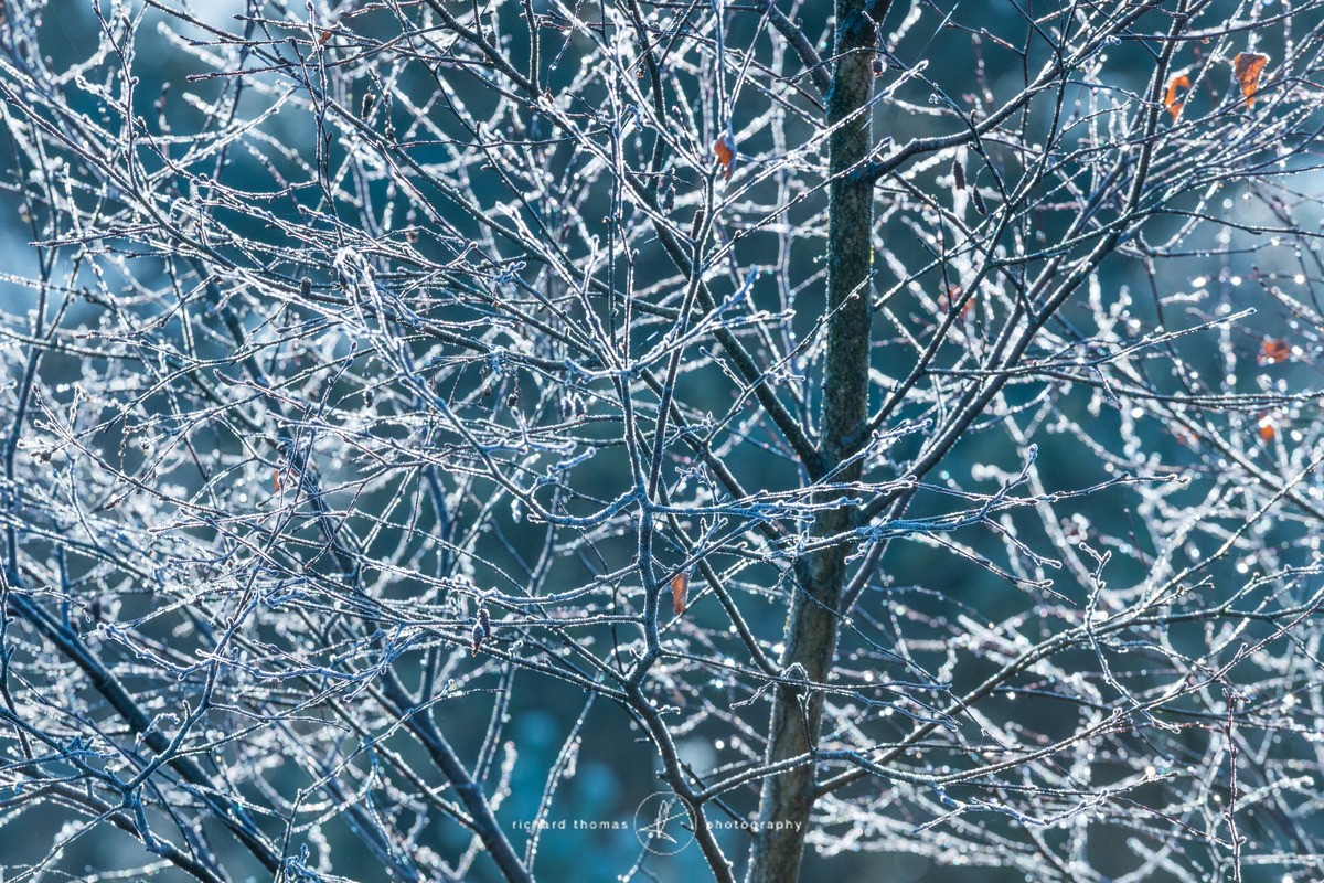 Frozen tangle - WINTER