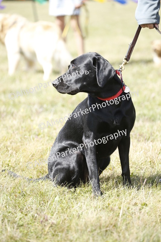 20250831-3684 - Dog Show