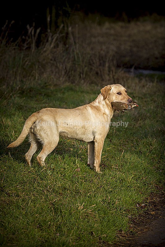 6KJS4103 - Working Dogs