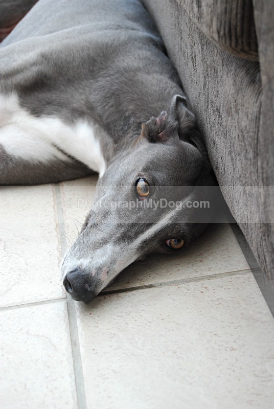  - Greyhounds
