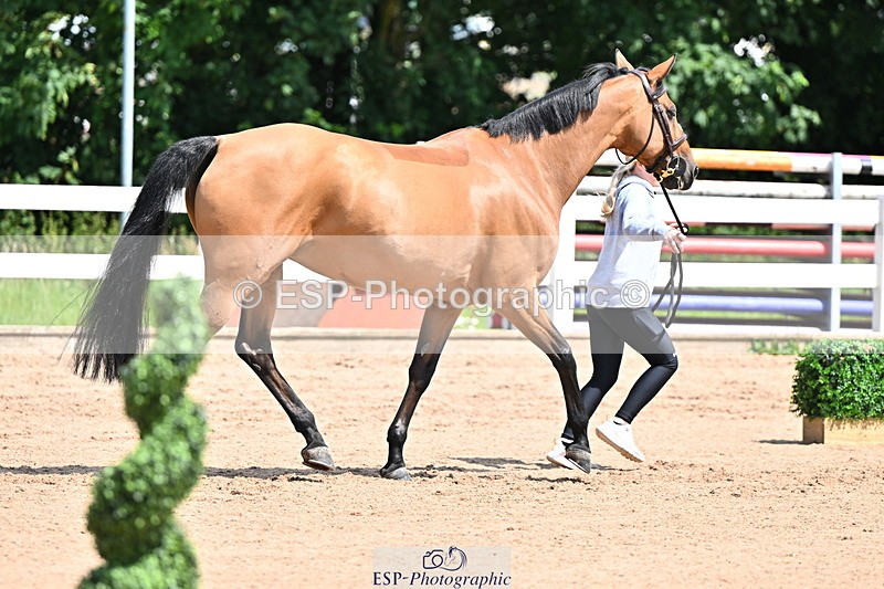 240718A-105243-01075 - Trot Up 12pm to 1pm