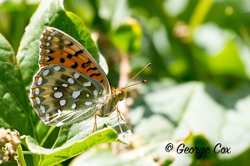 dark green fritillary pyrenees