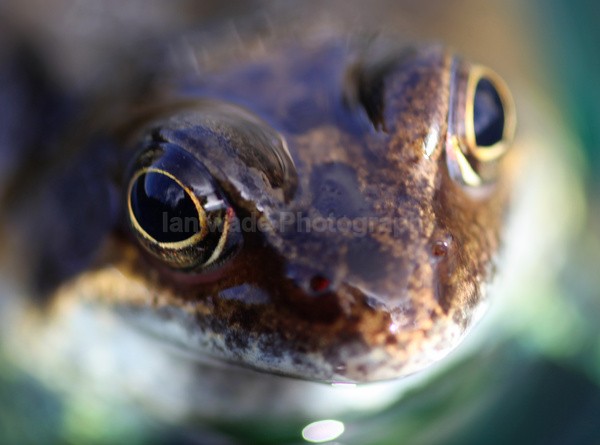 The Common Frog _ RAP012 - Reptiles, amphibians & pond life, Great Britian