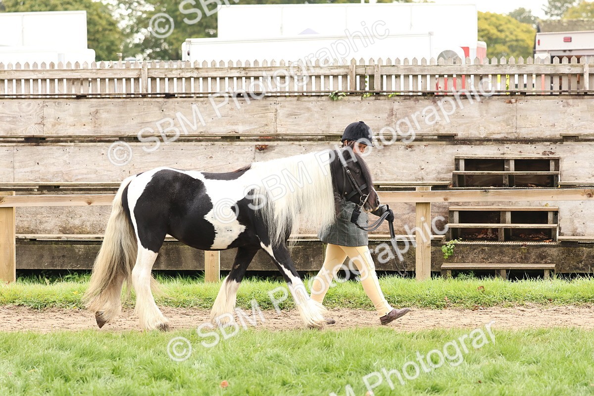 SBM_59823 - S36 - Rehabiliated Rescue Horse & Pony In Hand & Ridden