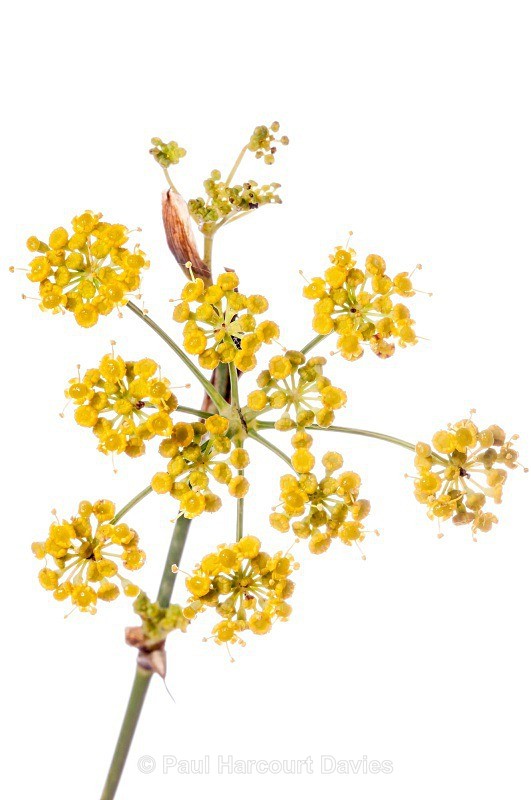 Common Fennel (Ferula comune) - Plants - WB