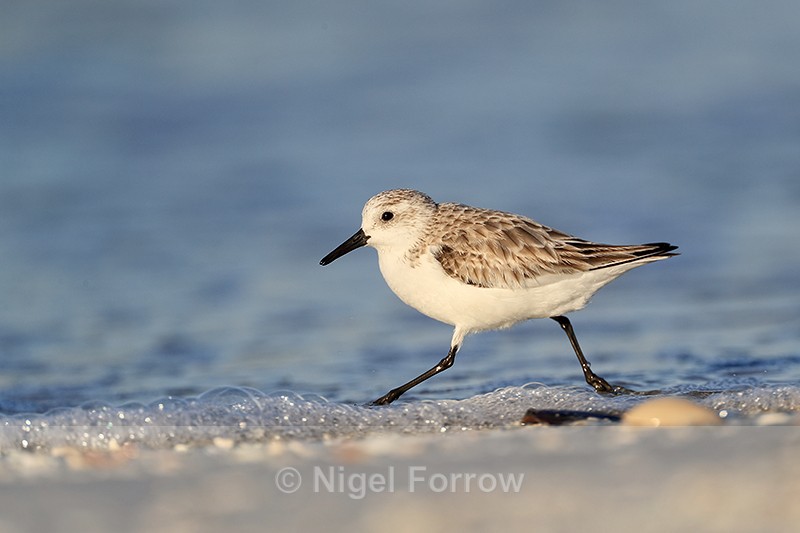 Sanderling running fast, Fort De Soto, Florida - Sanderling