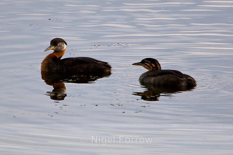 Red-necked Grebes (adult & juvenile) on the water at Potter's Marsh - Red-necked Grebe