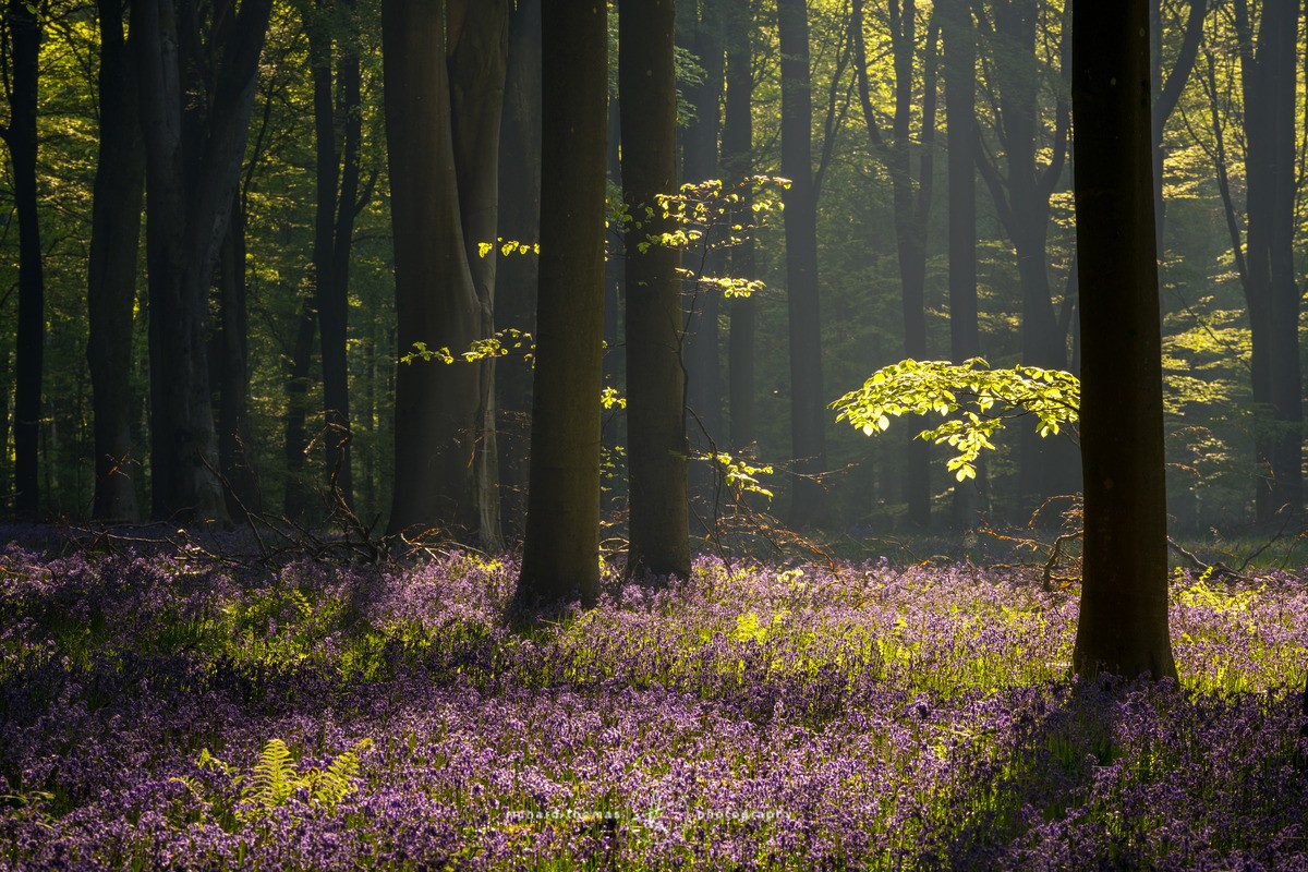 Sunny blue patch - BlueWood