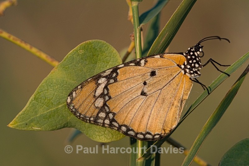Plain tiger (Danaus chrysippus) - Insects, Spiders and other Animals