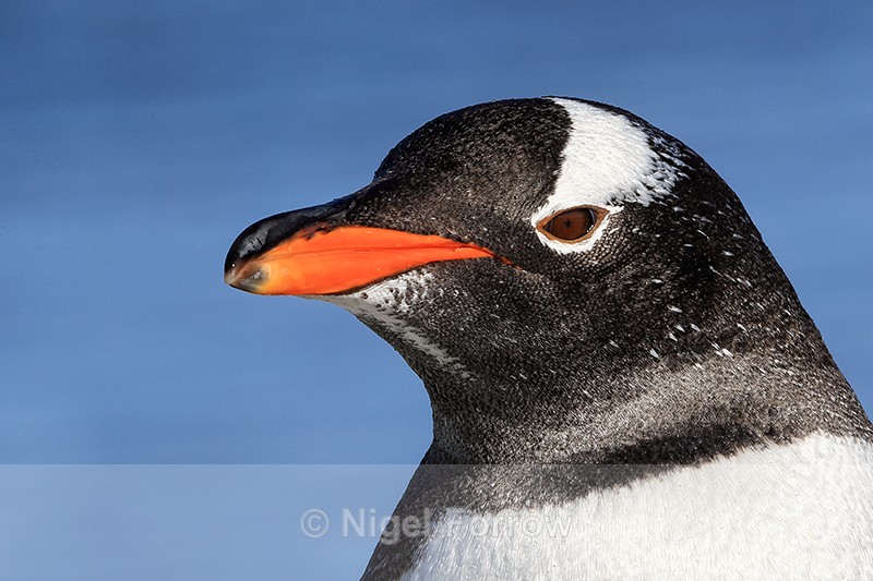 Gentoo Penguin close-up portrait, Sea Lion Island, Falklands - Gentoo Penguin