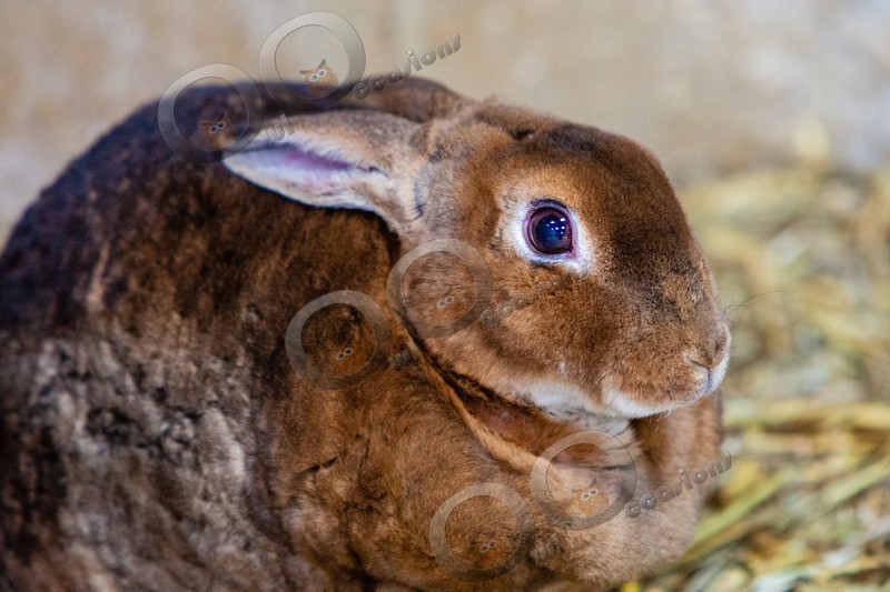 Domestic rabbit Oryctolagus cuniculus-9907 - Pet Photography