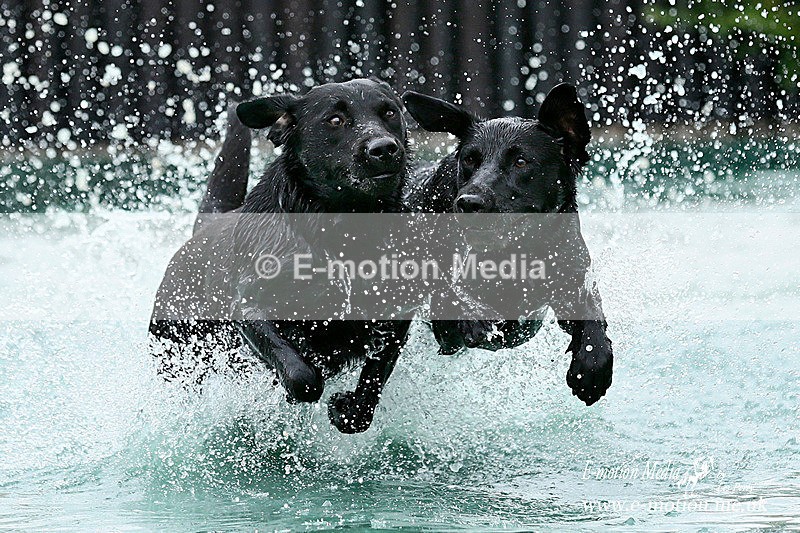 _LES3518b - Dogs