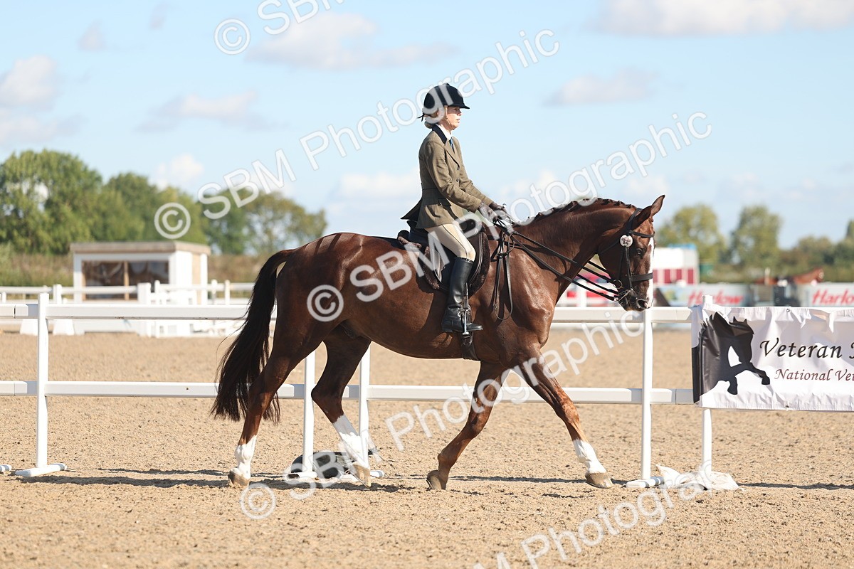 SBM_12988 - Class 305 - Ridden Foreign Breed Pure Bred