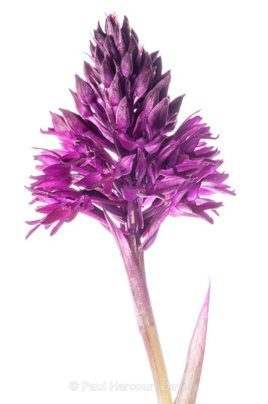  - WB: Orchids - Orchis