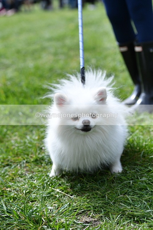 WJ5_9780 - Class 3 Most Handsome Dog