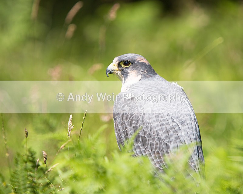 20140705-3K8A3292 - Captive Birds