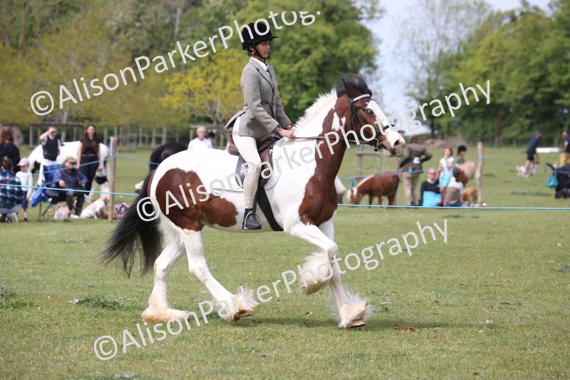 20260426-2975 - Class 33 - Best Pony 14.2hh and Under
