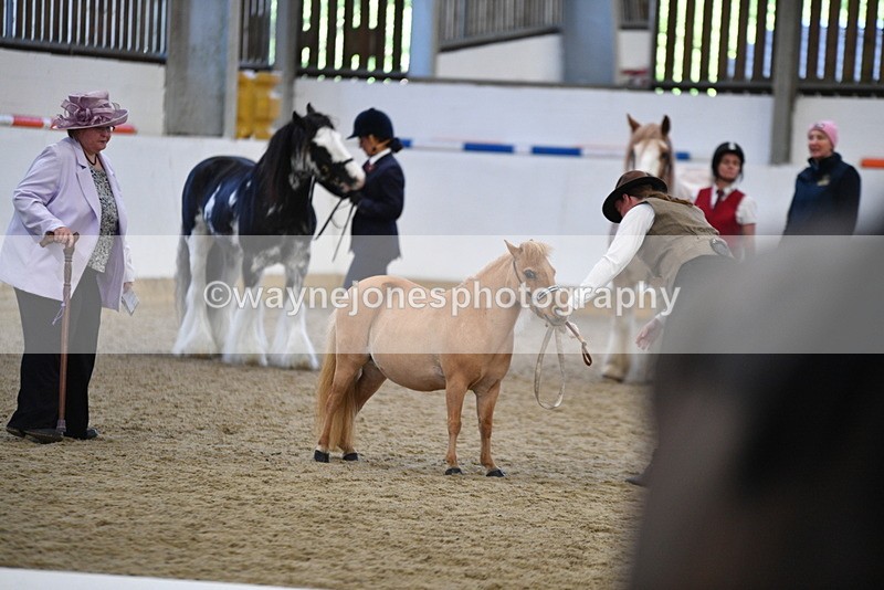 WJ5_4697 - Class 7 In hand coloured / odd coloured