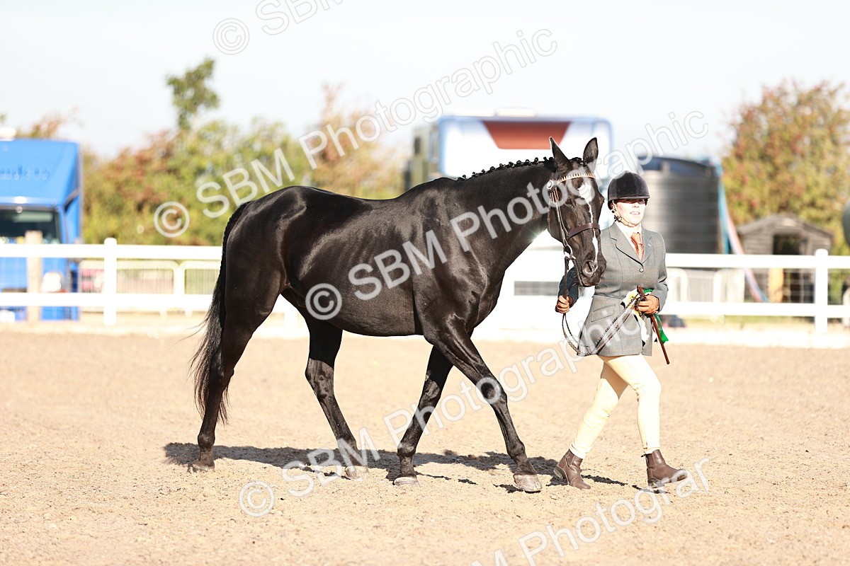 SBM_11238 - Class 401 - IH  Veteran horse