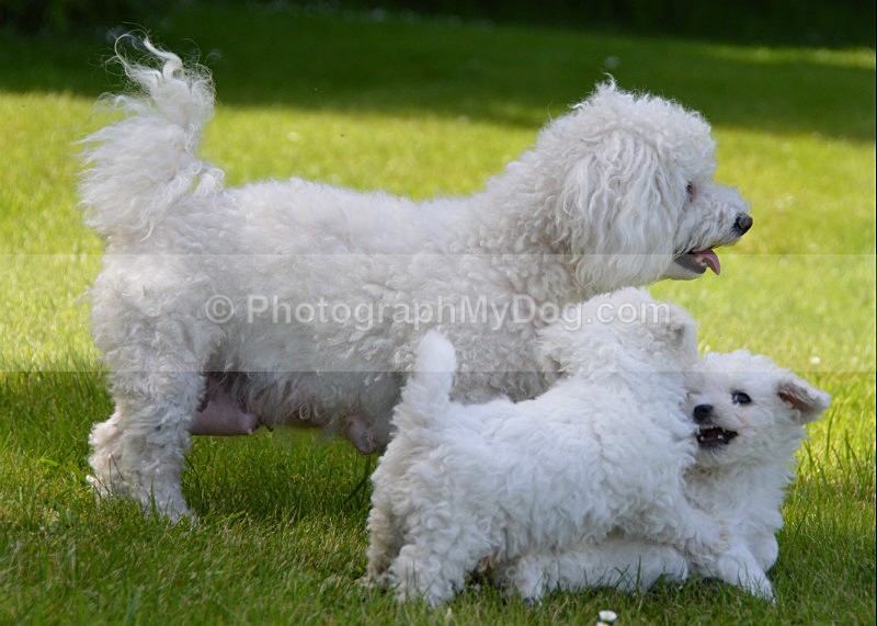  - Bichon Frises