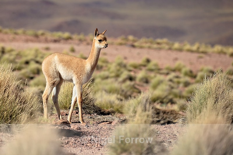 Side view of young Vicuna, Laguna Miscanti, Chile - Vicuna