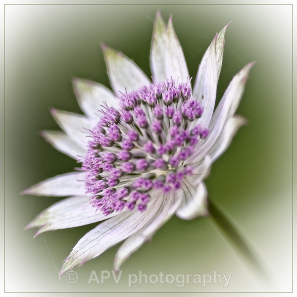  - Forde Abbey
