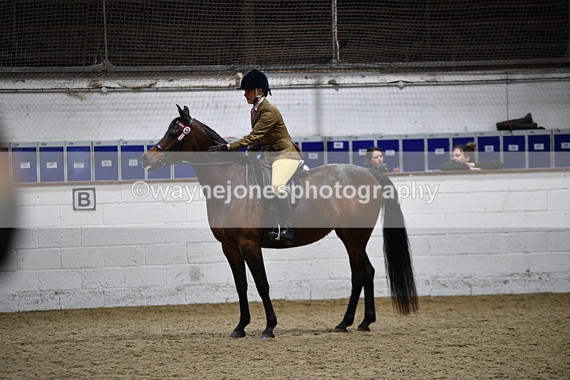 WJ5_8972 - Class 15 Ridden Show Horse