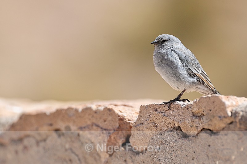 Plumbeous Sierra-Finch (male), El Tatio Geyser Field, Chile - Plumbeous Sierra-Finch