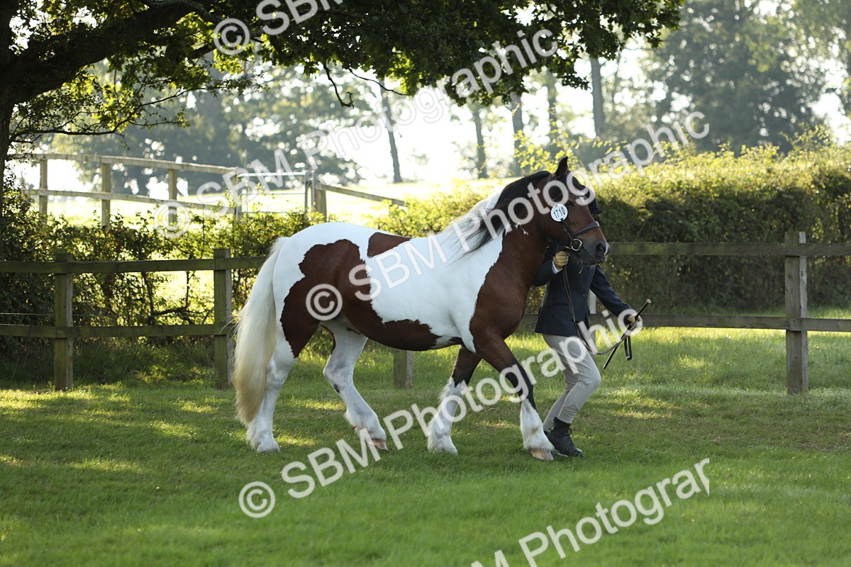 SBM_60886 - S43 - Coloured Pony In Hand