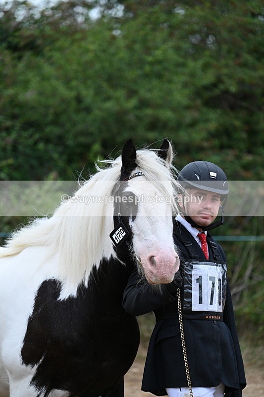 WJ7_9534 - Class 5 Most Handsome Gelding (up to 14.2hh)
