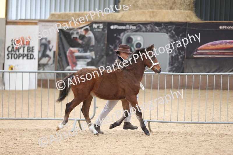 20251109-1131 - Championship