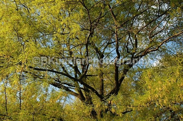  - Central Park Springtime