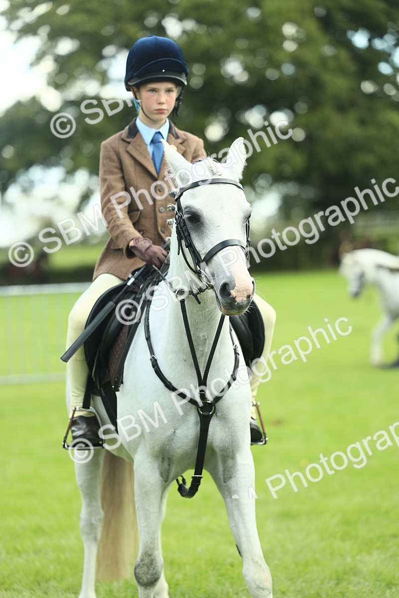 SBM_42208 - S29 - Novice & Newcomers Working Hunter Pony
