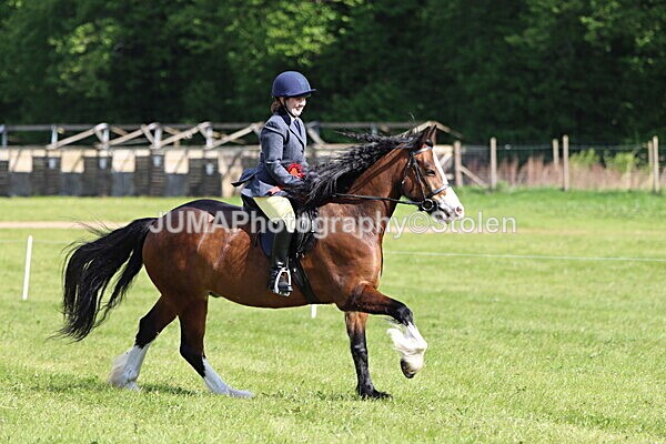 IMG_4935 - Working Hunter