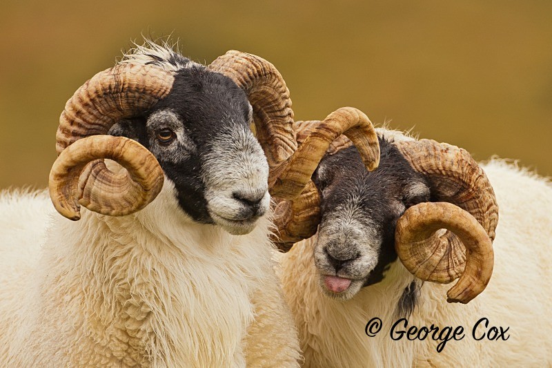 Cheeky Rams - Mammals