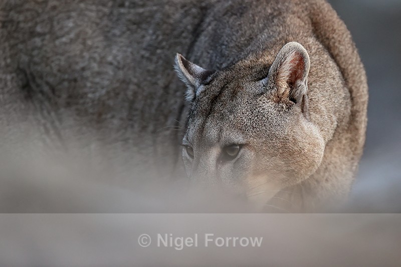 Puma Brissa close low angle shot, Torres del Paine, Chile - Puma