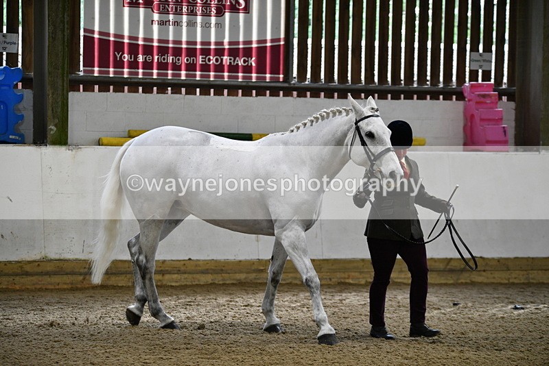 WJ5_4578 - Class 3 Part Bred In hand