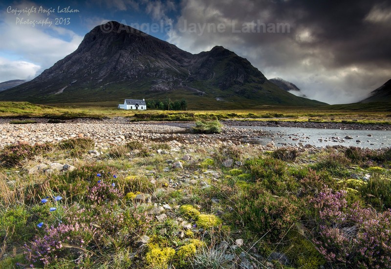 Heather and Harebells - Highlands of Scotland