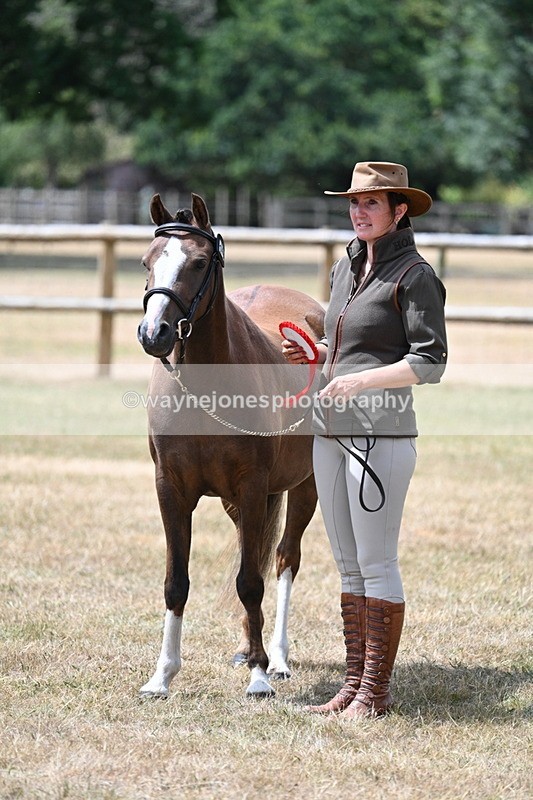 WJ7_1743 - Class 4 Prettiest Mare up to 14.2hh in hand